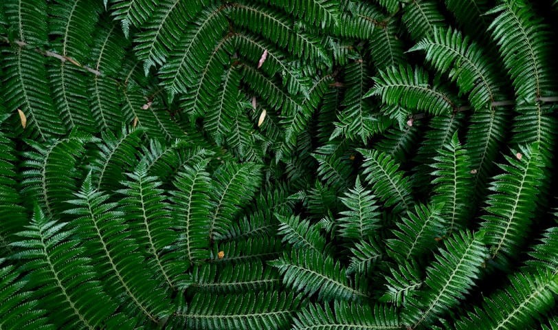 green leafed plants